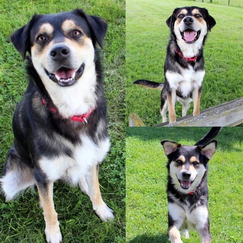 JOEY ARTHUR - English Shepherd available for adoption
