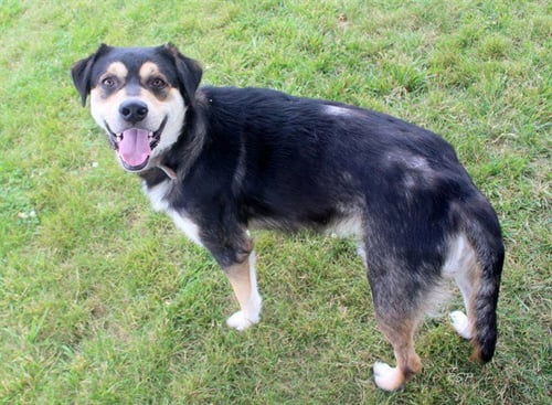 JOEY ARTHUR - English Shepherd / Siberian Husky available for adoption