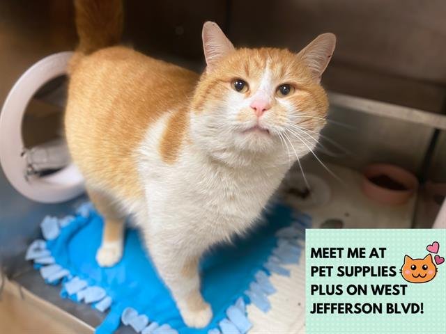 RUSTY - Domestic Short Hair available for adoption