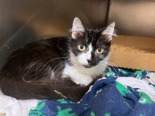CRUELLA - Domestic Medium Hair available for adoption