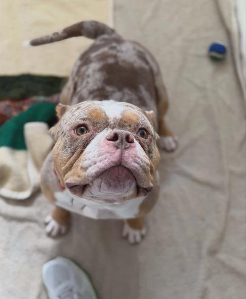 CRASH - English Bulldog available for adoption