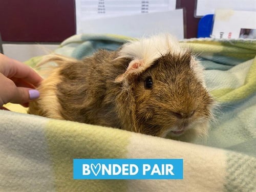 COCO - Guinea Pig available for adoption