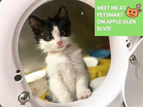 CLOVE - Domestic Short Hair available for adoption