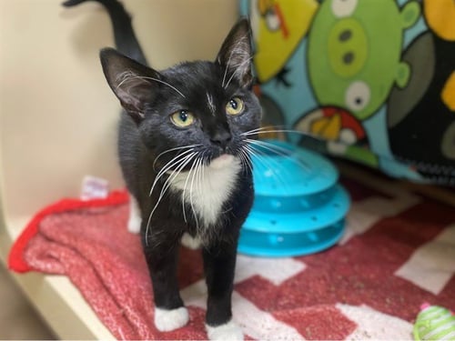 HEIDI MARIE - Domestic Short Hair available for adoption