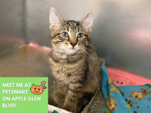 CUDDLE BUG - Domestic Short Hair for adoption in Fort Wayne