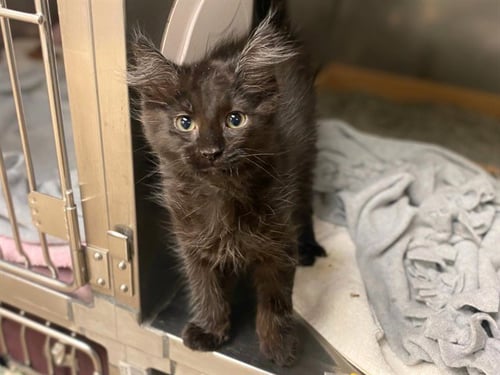 CATTYWAMPUS - Domestic Long Hair available for adoption