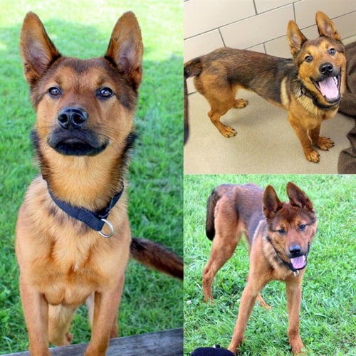 ACE - Chow Chow / German Shepherd Dog available for adoption