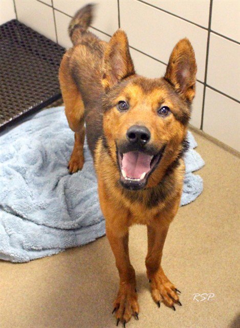 ACE - Rottweiler / Akita available for adoption