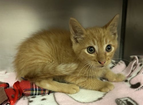 CHESTER CHEETAH - Domestic Short Hair available for adoption