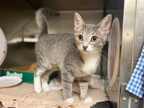 GALADRIEL - Domestic Short Hair available for adoption