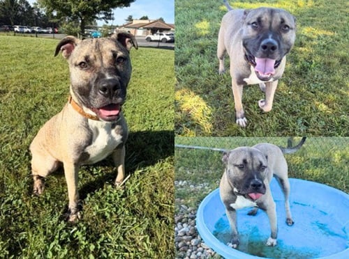 GOMEZ - Pit Bull Terrier / Siberian Husky for adoption in Fort Wayne