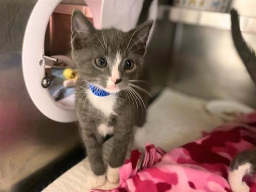 KRAMER - Domestic Short Hair available for adoption