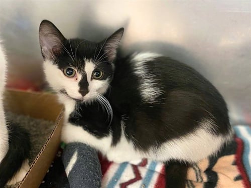 WENDY - Domestic Short Hair available for adoption