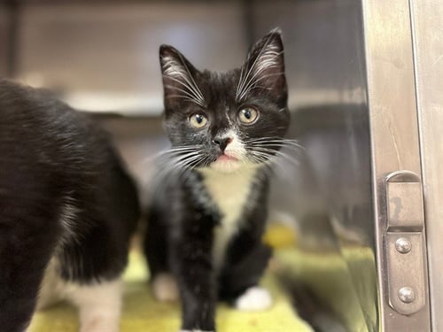 EMPRESS BISCUITS - Domestic Short Hair available for adoption