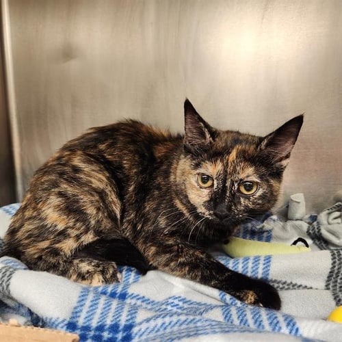 TASHA - Domestic Short Hair available for adoption