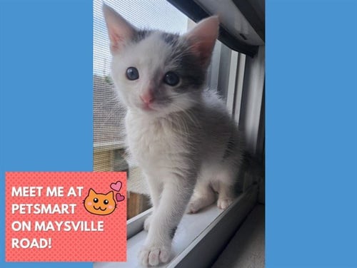 MILO - Domestic Short Hair available for adoption