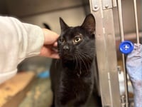 SABBY - Photo 1