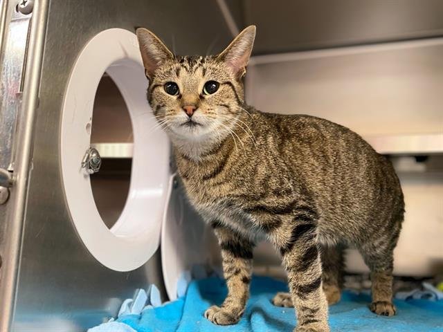 DELLA - Domestic Short Hair available for adoption