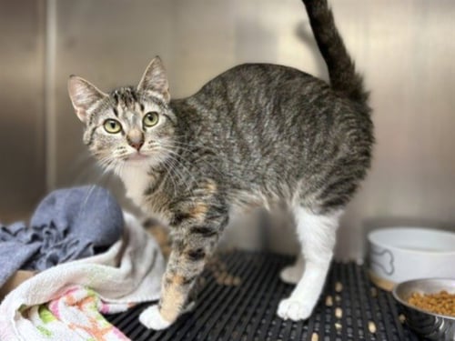 DIXIE - Domestic Medium Hair available for adoption
