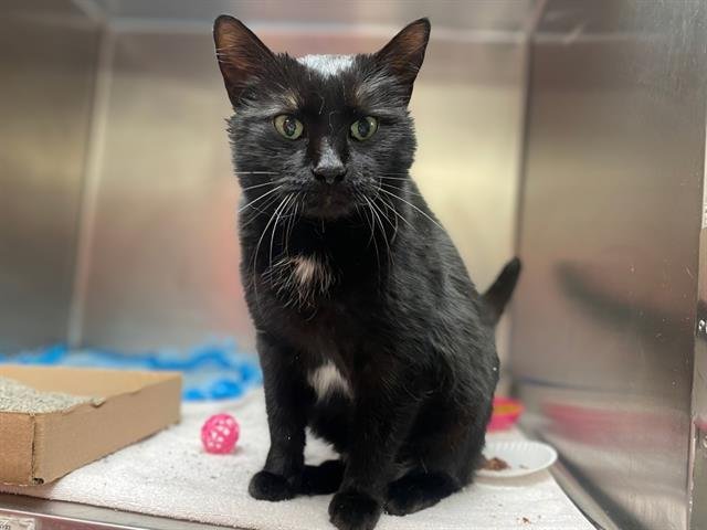 ROSIE - Domestic Short Hair available for adoption