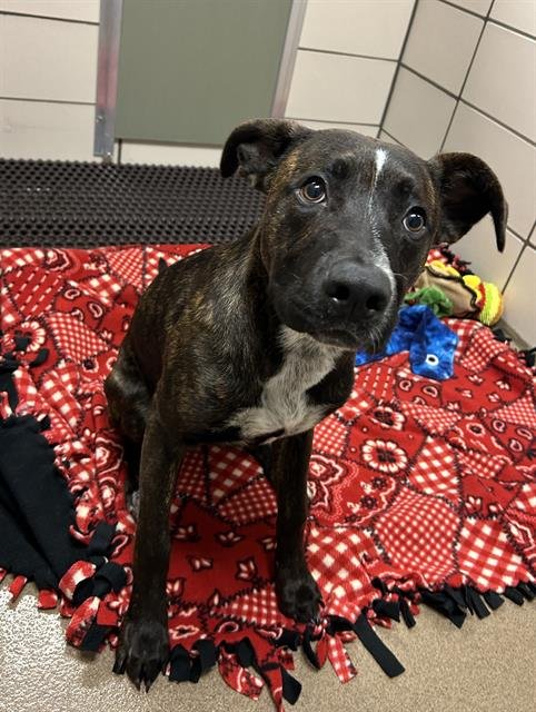 SPLASH - Pit Bull Terrier / Plott Hound available for adoption