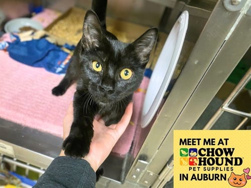 SUNFLOWER - Domestic Short Hair available for adoption