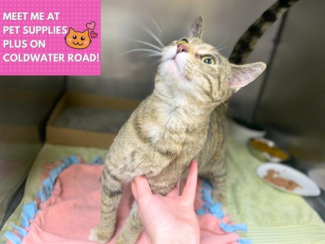 KIT - Domestic Short Hair available for adoption