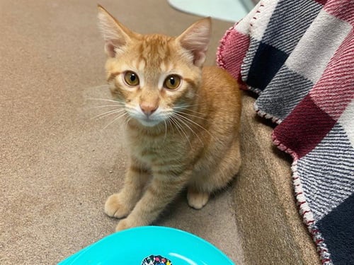 HAWAIIAN ROLL - Domestic Short Hair for adoption in Fort Wayne