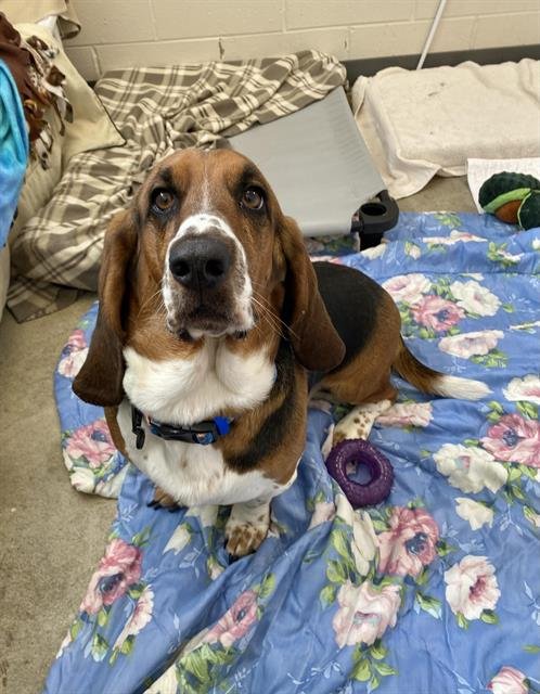 HERBIE - Basset Hound available for adoption