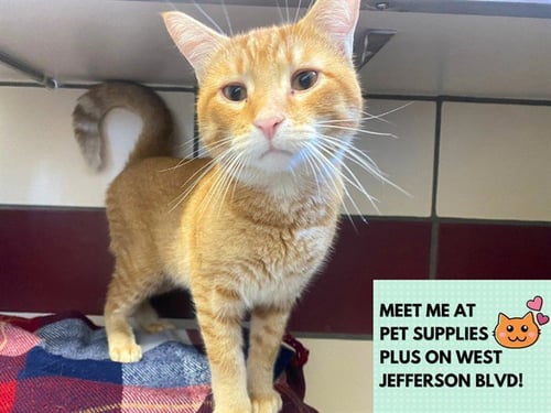 BUCKY - Domestic Short Hair available for adoption