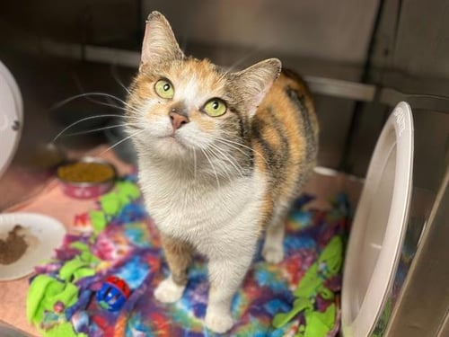 TRINA - Domestic Short Hair available for adoption
