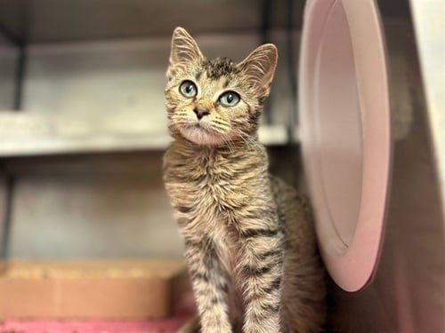 GOBLIN - Domestic Short Hair available for adoption