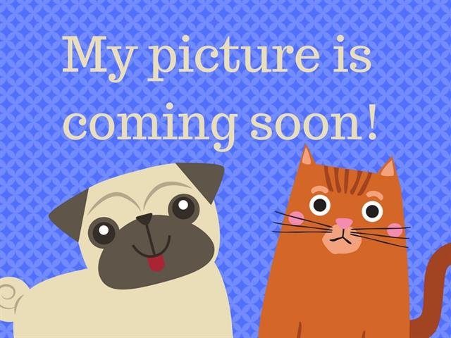 BRIOCHE - Domestic Short Hair available for adoption