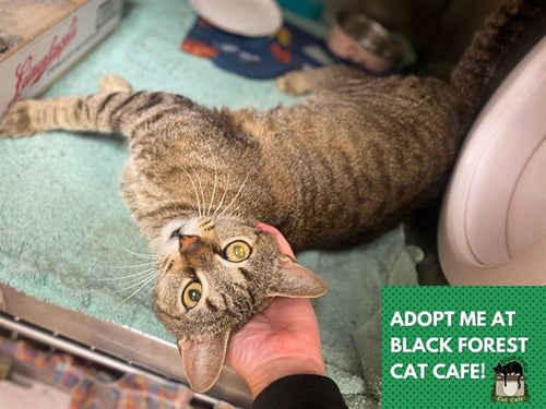 SKYLA - Domestic Short Hair for adoption in Fort Wayne