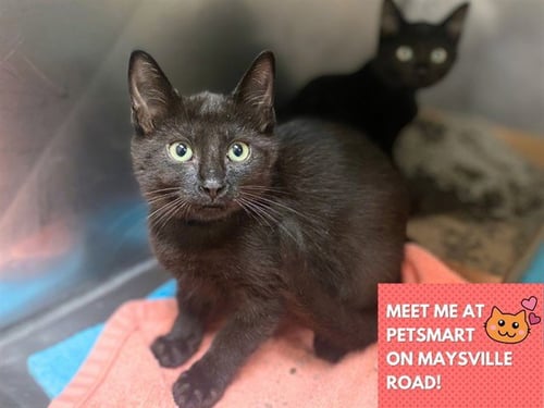 CHIP - Domestic Short Hair available for adoption