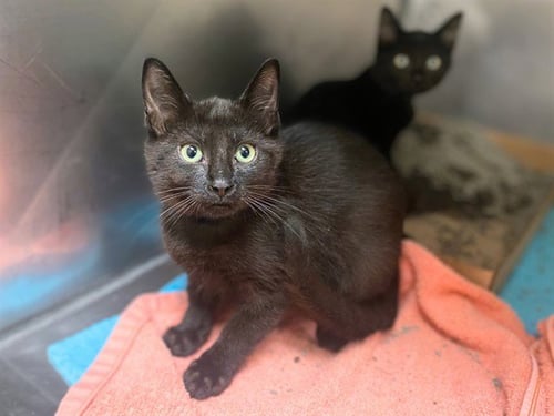 CHIP - Domestic Short Hair available for adoption