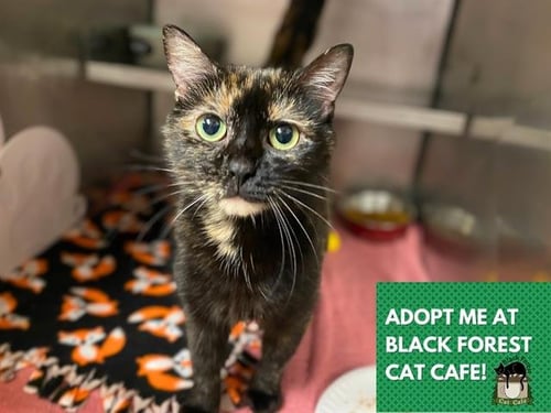 LINDA - Domestic Short Hair available for adoption