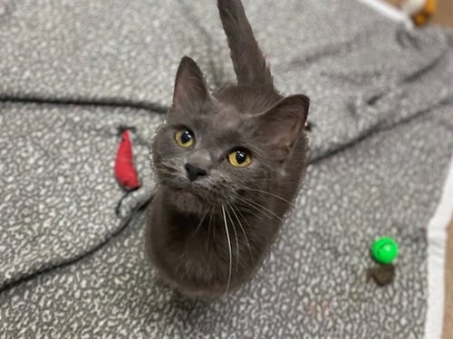 SKY - Domestic Short Hair available for adoption