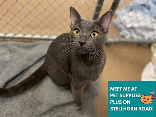 ASHER - Domestic Short Hair available for adoption