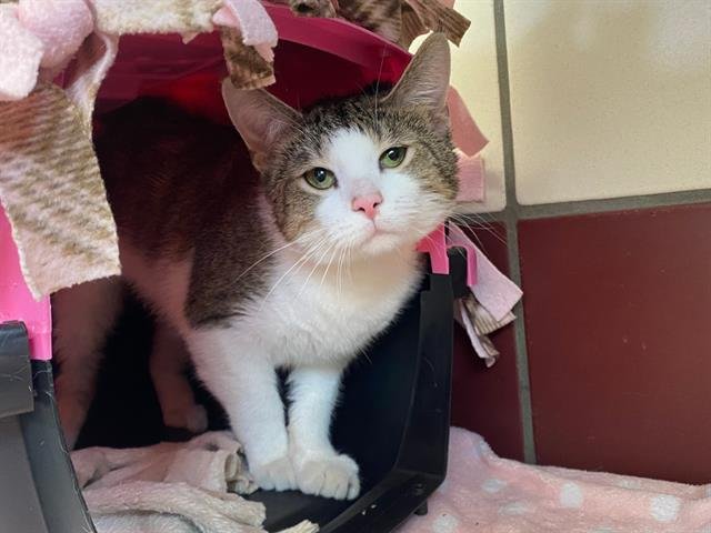 WALTER - Domestic Short Hair available for adoption