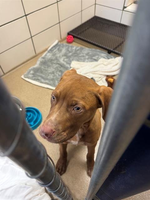 HANK - Pit Bull Terrier available for adoption