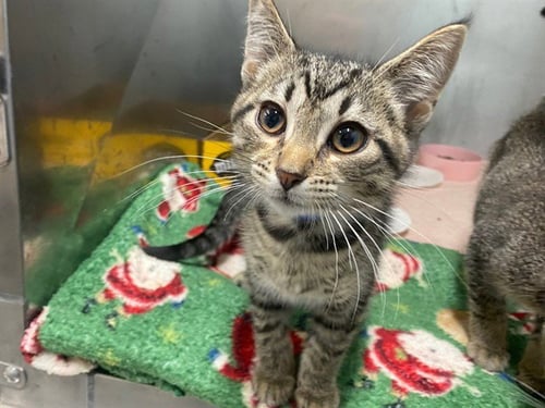 MARIO - Domestic Short Hair for adoption in Fort Wayne