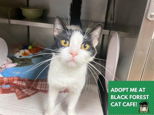 IZZY - Domestic Short Hair available for adoption