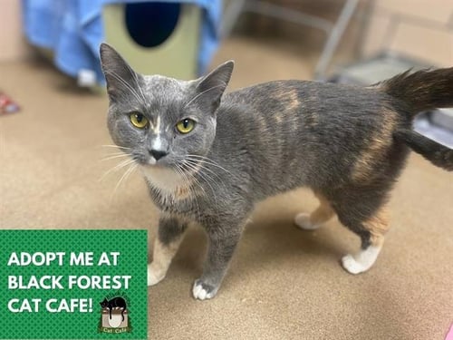KIARA - Domestic Short Hair available for adoption
