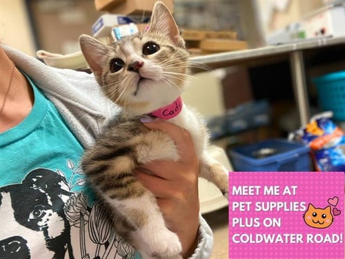 CADY - Domestic Short Hair available for adoption