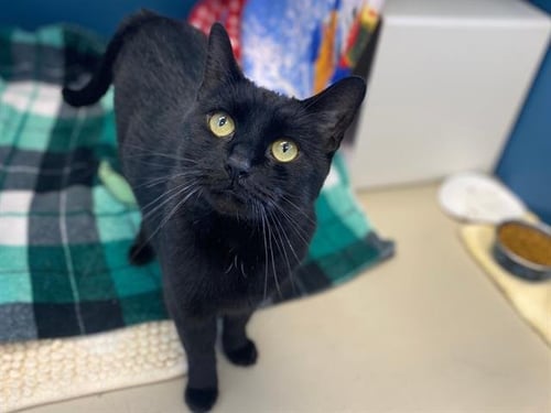 CLEO - Domestic Short Hair available for adoption