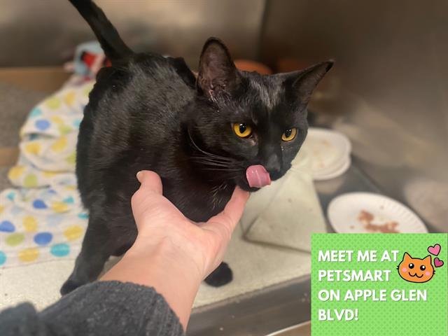 PENNY - Domestic Short Hair available for adoption