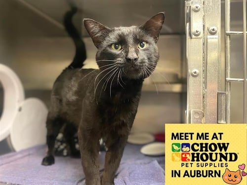 GOLIATH - Domestic Short Hair for adoption in Fort Wayne