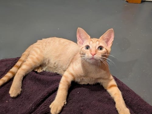 SHIITAKE - Domestic Short Hair for adoption in Fort Wayne