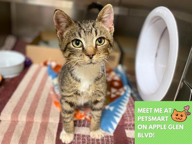 BENNY - Domestic Short Hair available for adoption